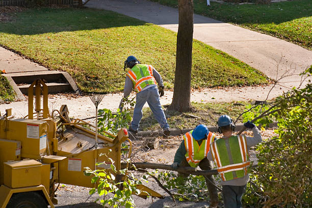 The Steps Involved in Our Tree Care Process in Noroton Heights, CT